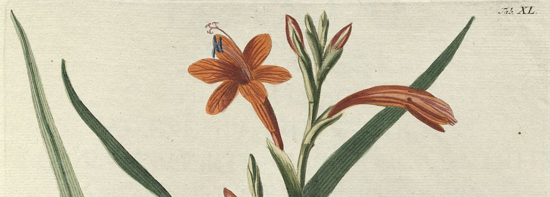 Illustrierte Pflanzenbücher