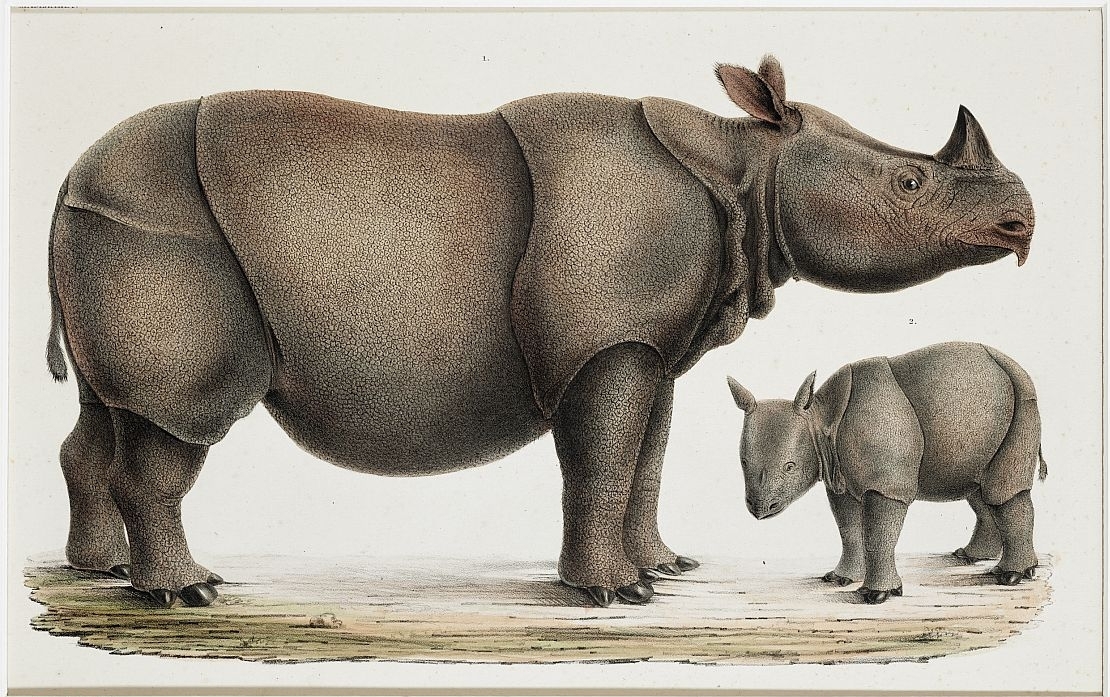 Die kolorierte Lithographie von Hermann Schlegel zeigt ein Java-Nashorn. Das Blatt stammt von 1839.