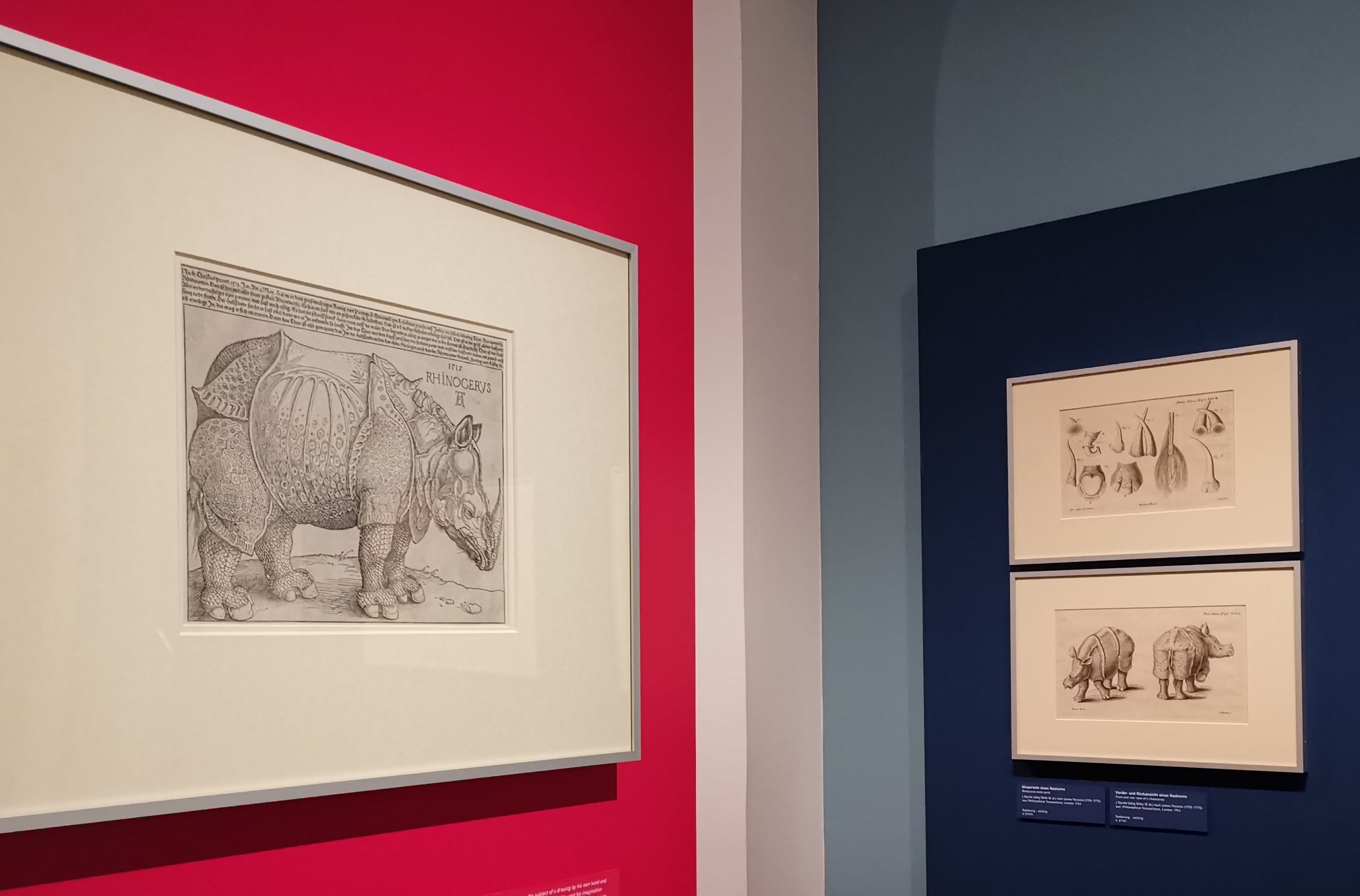 Ein Blick in die Sonderausstellung mit Dürers Rhinocerus im Bildvordergrund.
