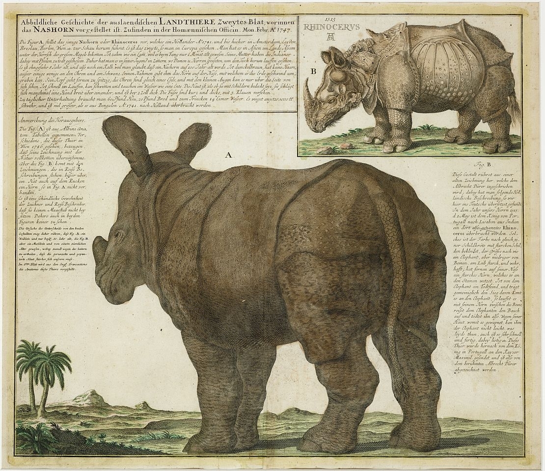 Einekolorierte Radierung, die das Nashorn Clara im Vergleich zu Dürers „Rhinocerus“ zeigt. Das Blatt stammt aus der Homaennische Officin Nürnberg 1747