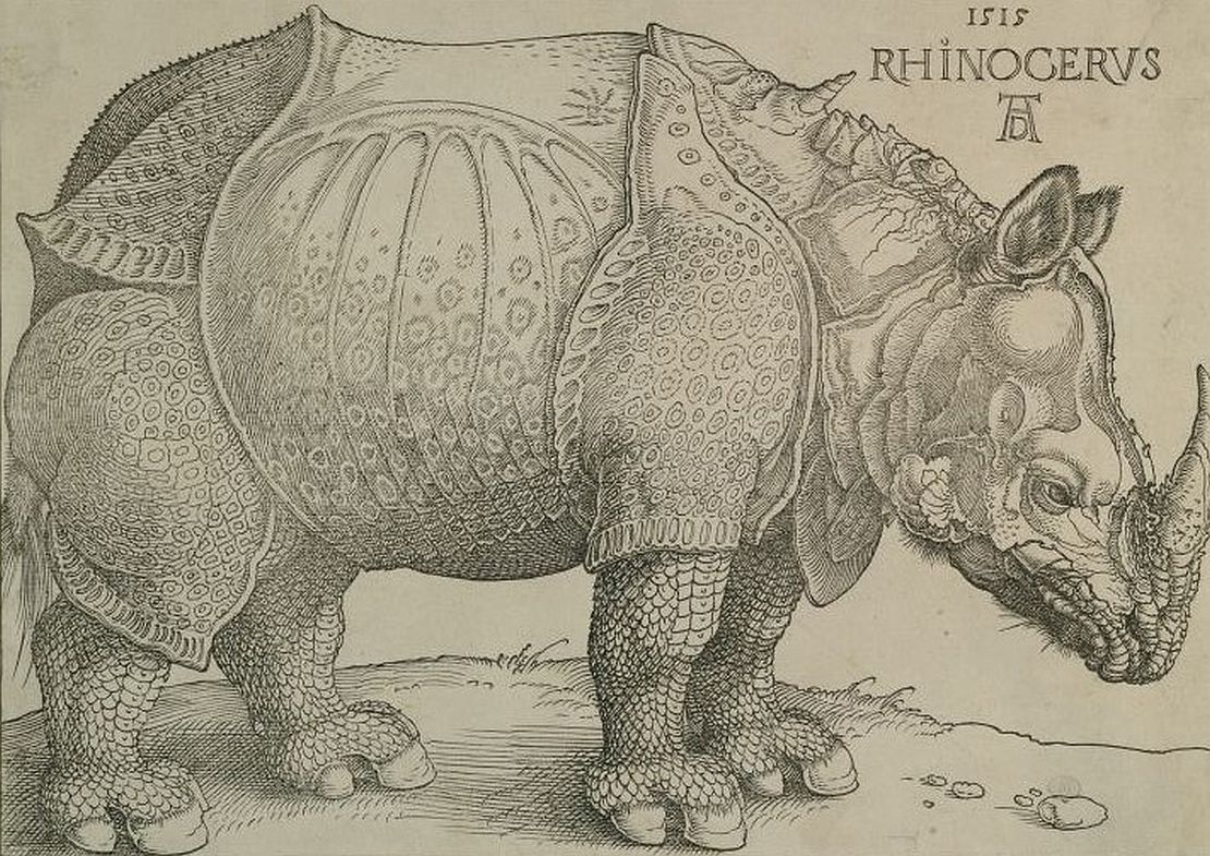 Albrecht Dürer, Rhinoceros, 1515