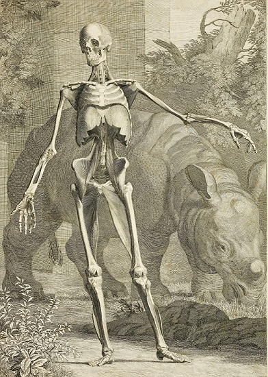 Menschliches Skelett mit Nashorn, ein Kupferstich und eine Radierung aus dem Jahre 1749